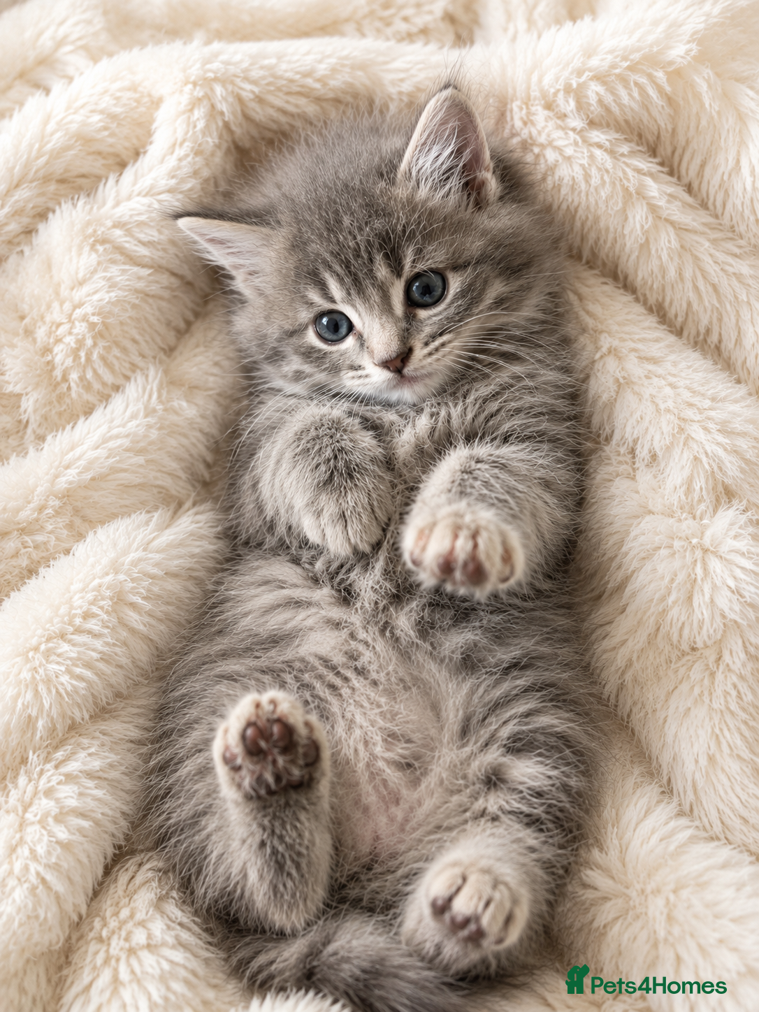 Mixed Breed cats 4 Beautiful kittens ready for new homes 🩷 - Advert 5
