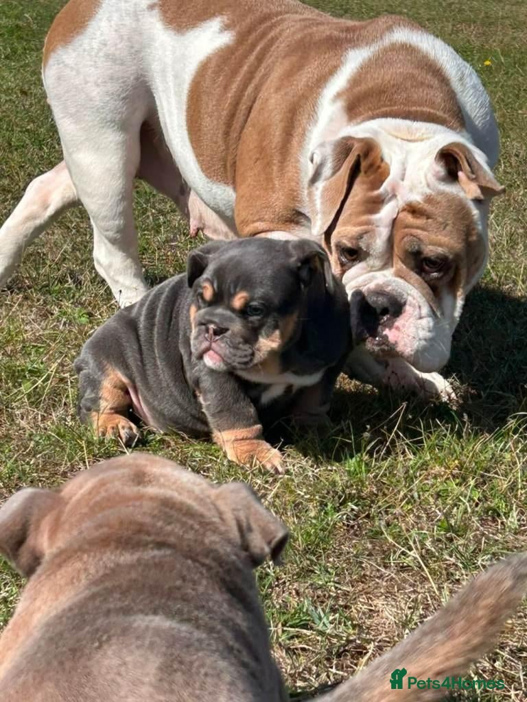 Olde English Bulldogge dogs Old English Bulldog Pups  - Advert 2