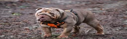 English Bulldog dogs for stud: Now proven English Bulldog at stud - Advert 30