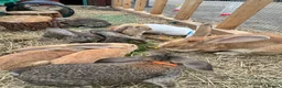 Continental Giant rabbits for sale: Giant conti with giant french lop - Advert 7