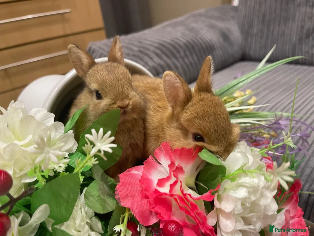 Netherland Dwarf rabbits for sale: Bunnies  in London - Advert 15