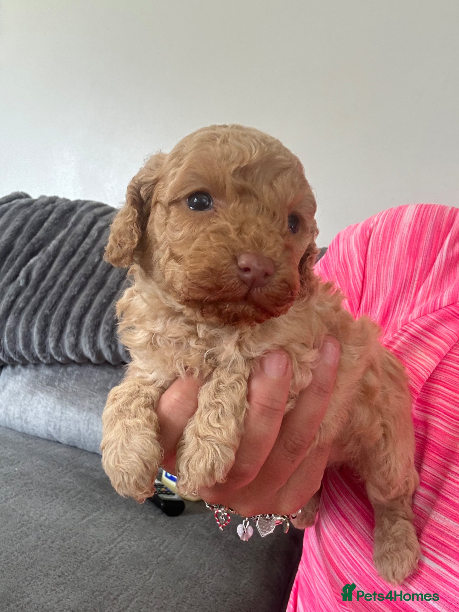 Cockapoo dogs Stunning F1b cockapoo puppies ready in 2 week - Advert 3