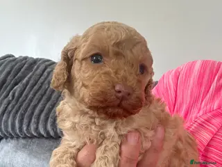 Cockapoo dogs Stunning F1b cockapoo puppies ready in 2 week - Advert 3
