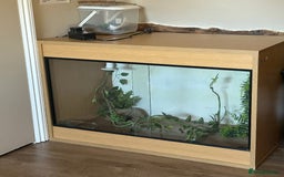 Leopard Gecko reptiles for sale: Leopard Gecko - Image 2