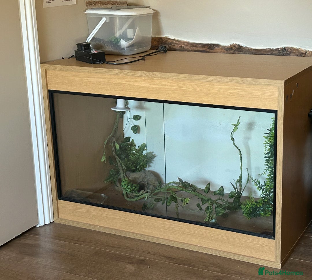 Leopard Gecko reptiles for sale: Leopard Gecko - Image 2
