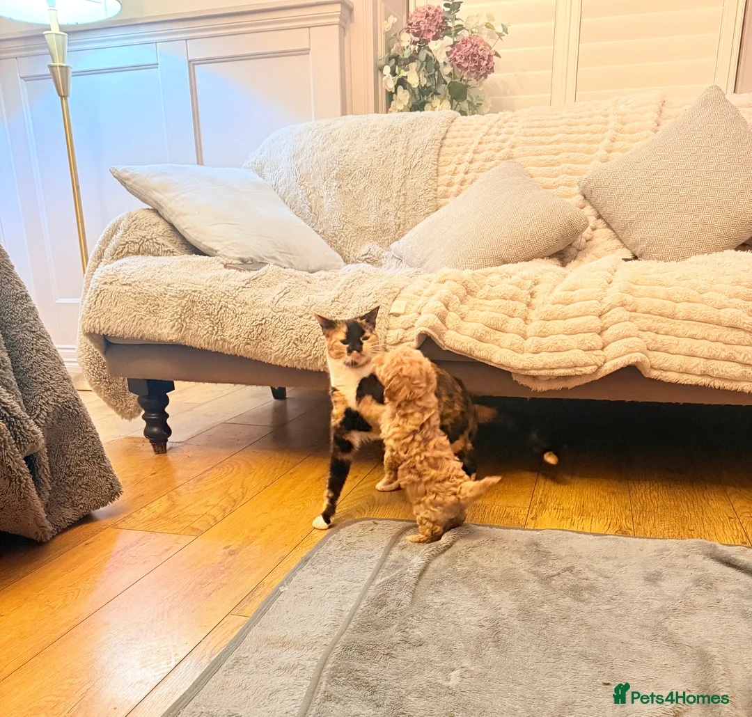 Maltipoo dogs for sale: DNA clear tiny toy F1b maltipoo puppy - Advert 12