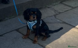 Cavalier King Charles Spaniel dogs for stud: Black & Tan cavalier King Charles spaniel stud  in Ferryhill - Image 12