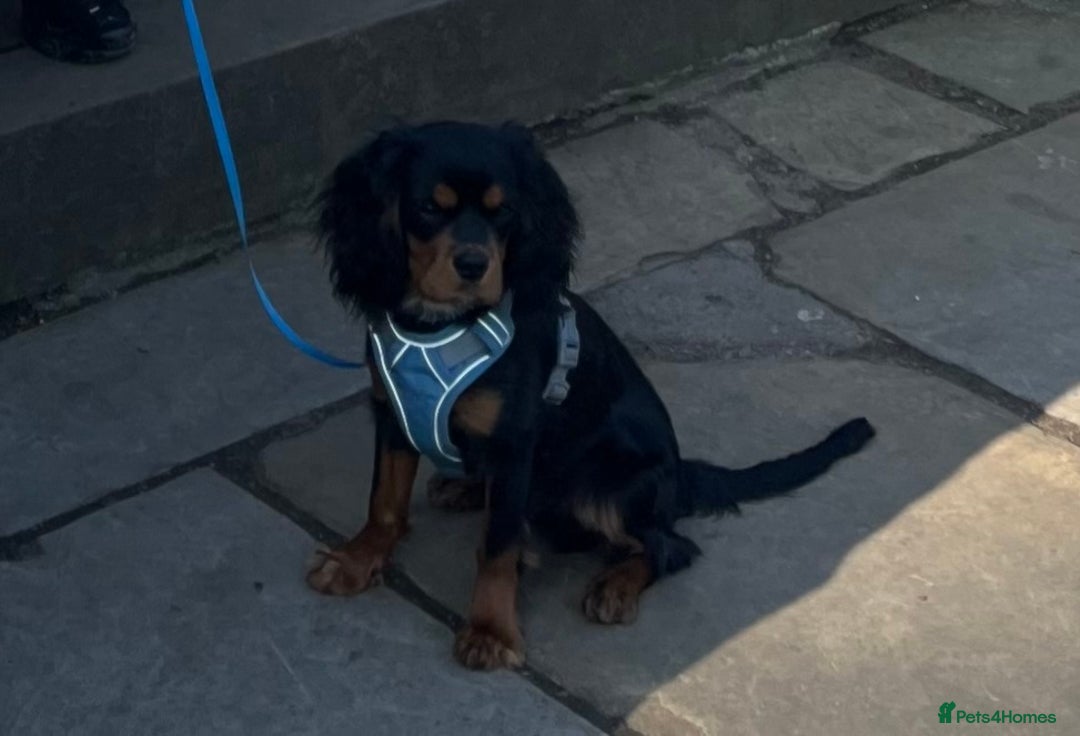 Cavalier King Charles Spaniel dogs for stud: Black & Tan cavalier King Charles spaniel stud  in Ferryhill - Image 12