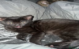 Bengal cats for sale: 2 cats just turned a year old  - Image 3