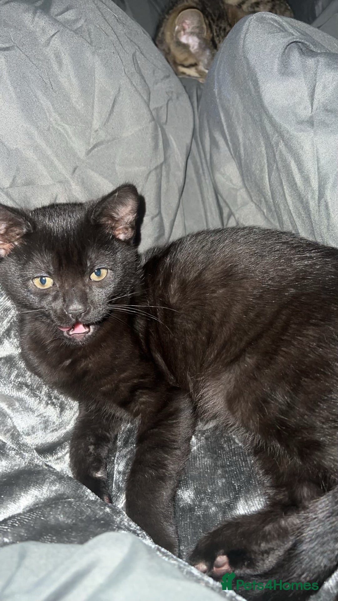 Bengal cats for sale: 2 cats just turned a year old  - Image 3