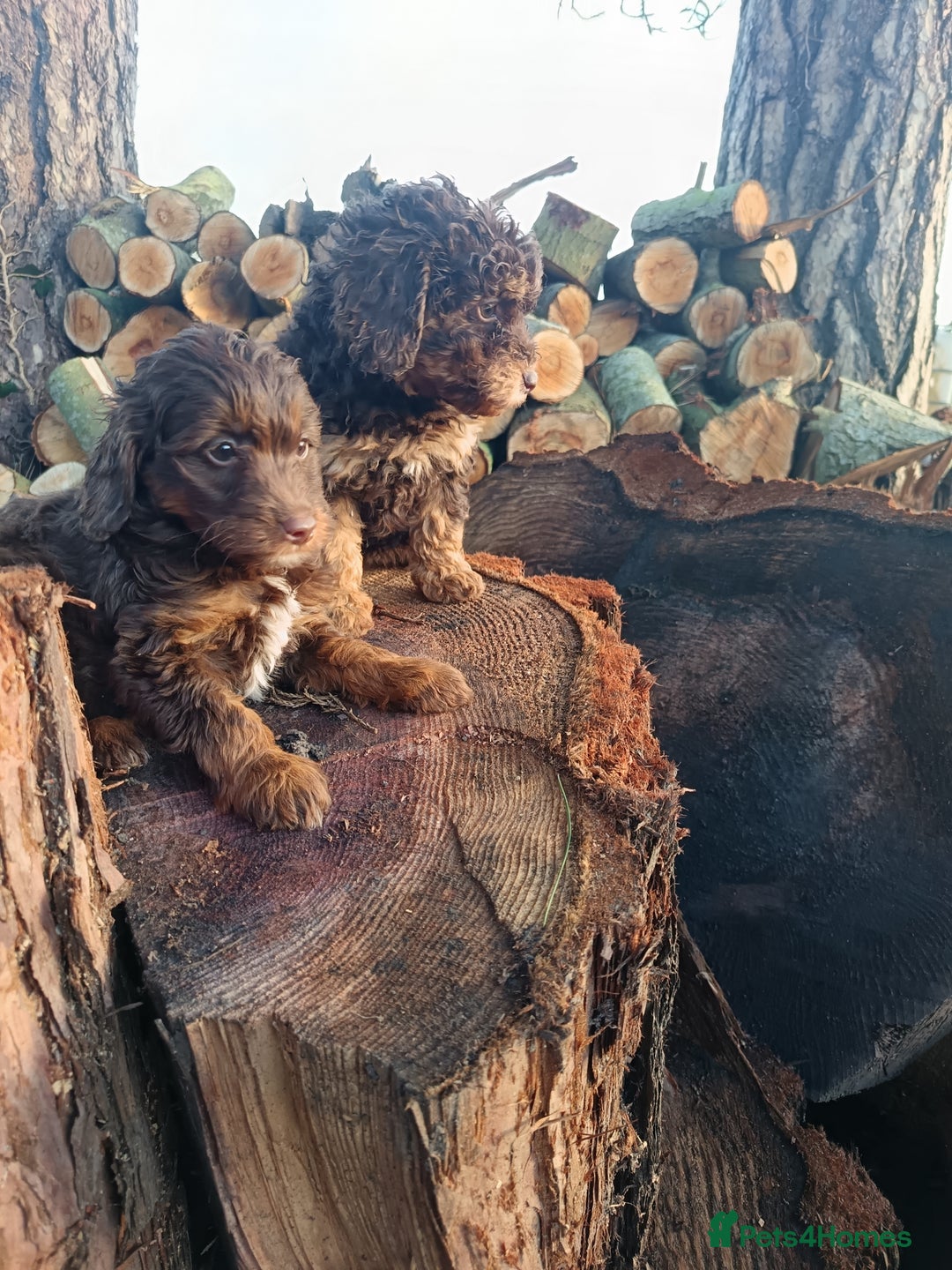 Labradoodle dogs for sale: Mini Labradoodles🐾🌟ready 3/1/26 full vaccine🌟🐾 - Advert 6