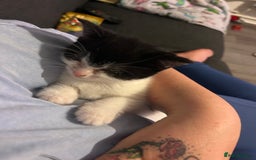 Mixed Breed cats for sale: Kitten for sale - Image 13