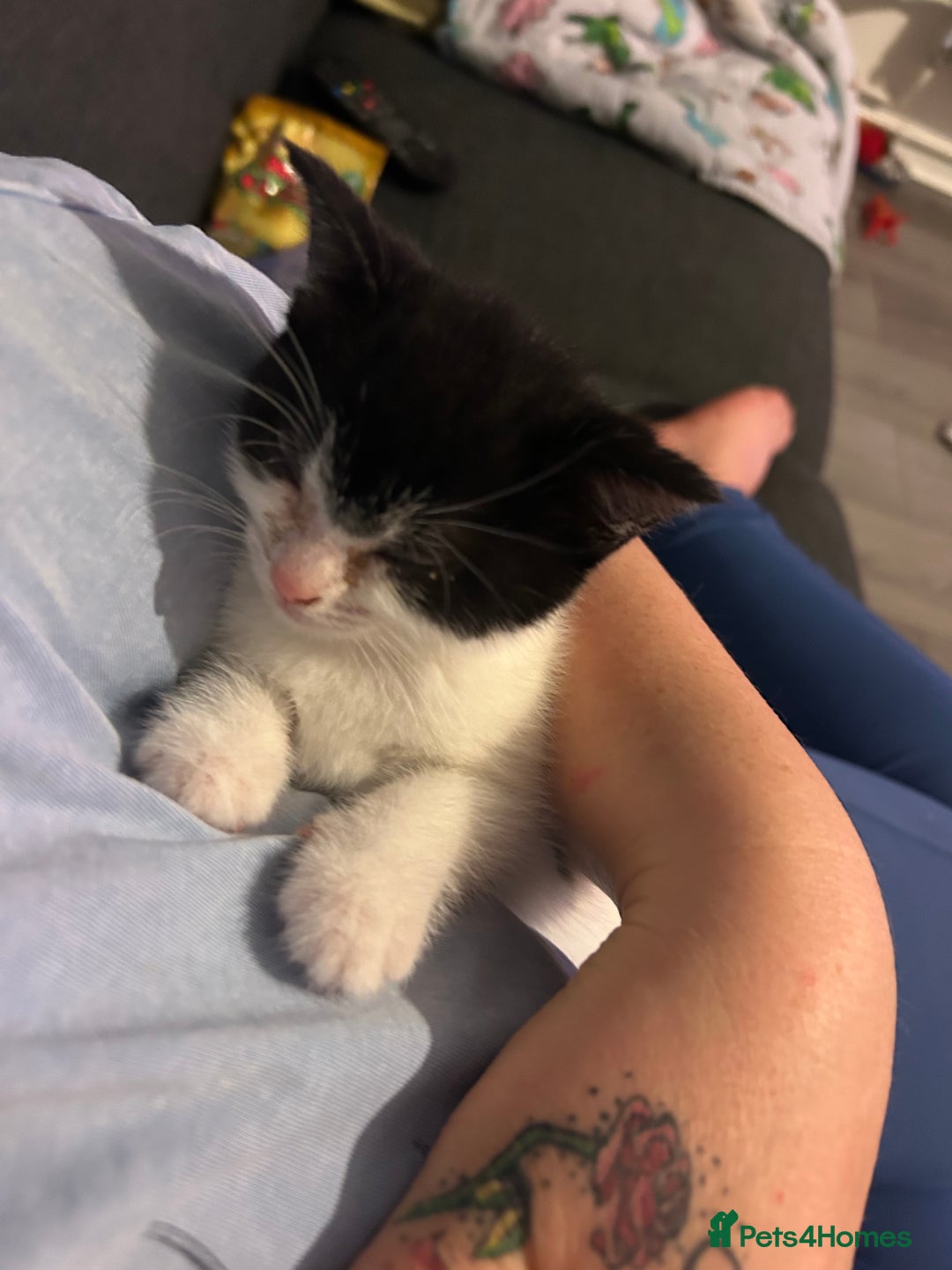 Mixed Breed cats for sale: Kitten for sale - Image 13