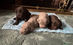 Mixed Breed dogs for sale: Weimardoodle - Image 15