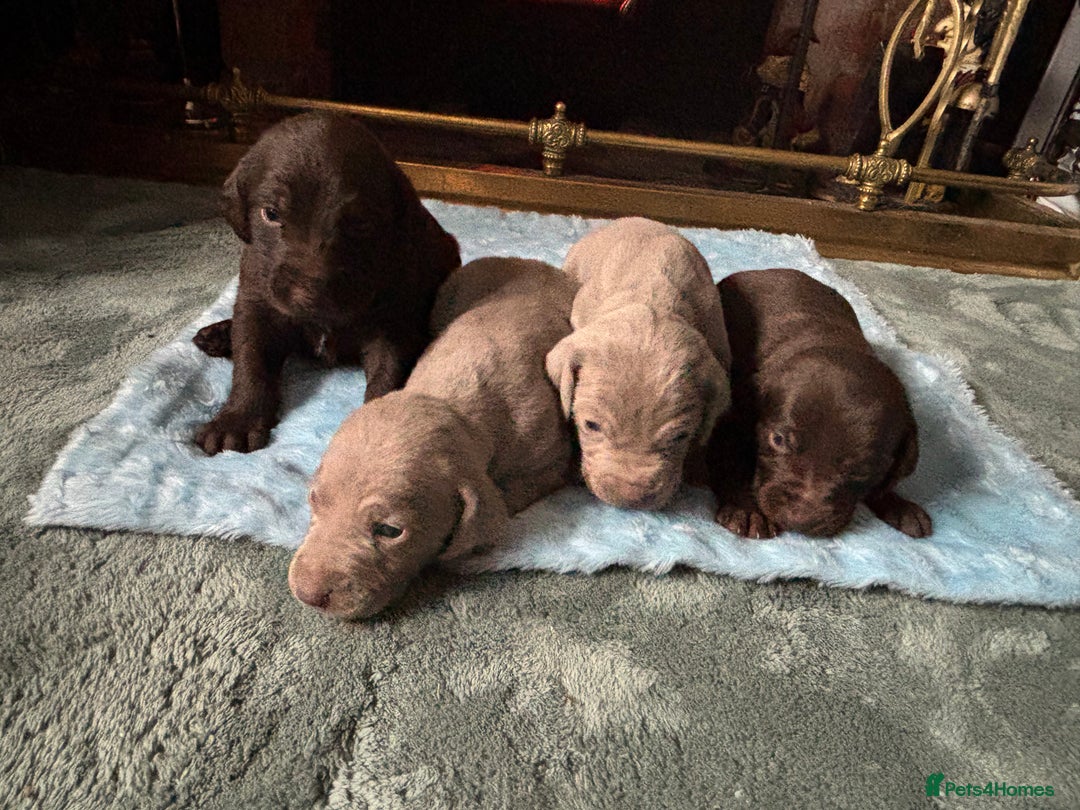 Mixed Breed dogs for sale: Weimardoodle - Image 15