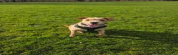 Mixed Breed dogs for sale: Fern 2 years old  in Dukinfield - Advert 13