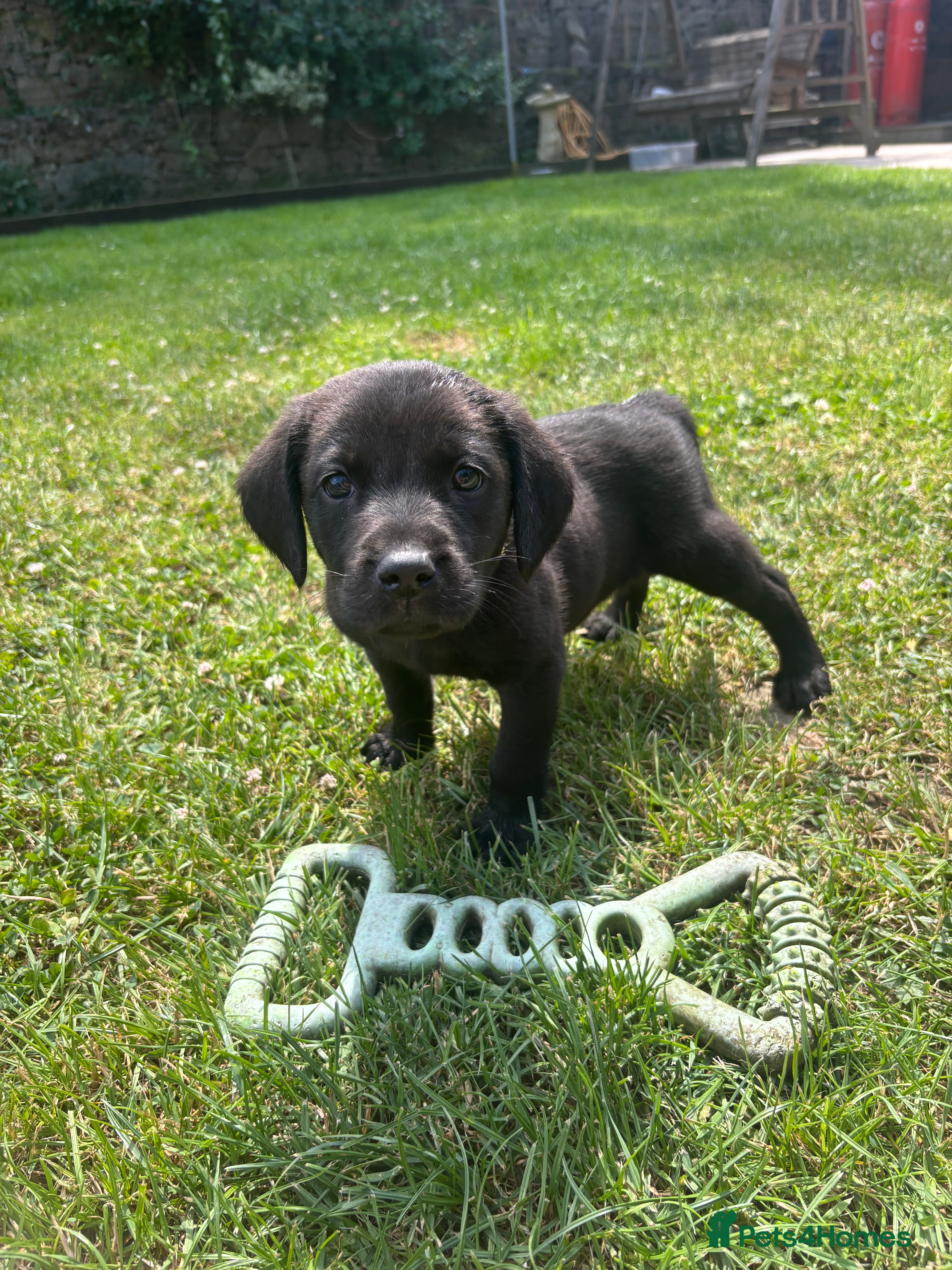 Labrador Retriever dogs Working Type Labrador Puppies - Advert 2