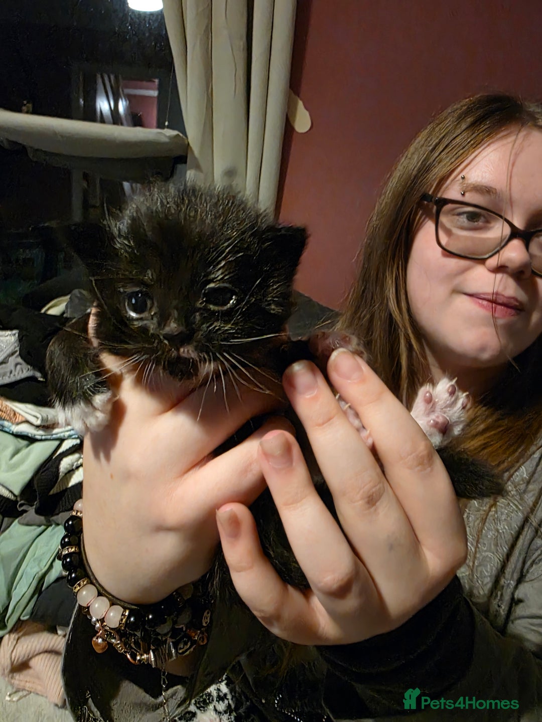 British Shorthair cats for sale: Beautiful kittens  - Advert 6