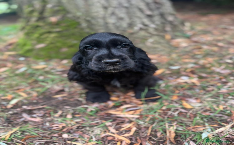 Cocker Spaniel dogs - Advert 1