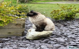 Ragdoll cats for sale: GCCF seal point Ragdoll male 4 yrs old  - Image 6
