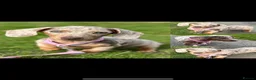 Miniature Dachshund dogs for stud: Meet Marley our Mini Dachshund stud - Advert 9