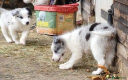 Border Collie dogs for sale: Border Collie Puppies - Image 7