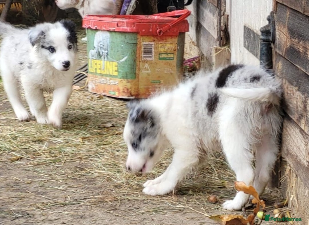 Border Collie dogs for sale: Border Collie Puppies - Image 7