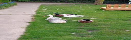 Ducks poultry for sale: Pure Silver Indian Runner Ducklings for SALE - Advert 7