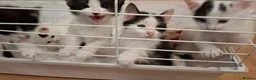 British Shorthair cats for sale: Adorable Kittens Looking for Their  Homes! - Advert 19