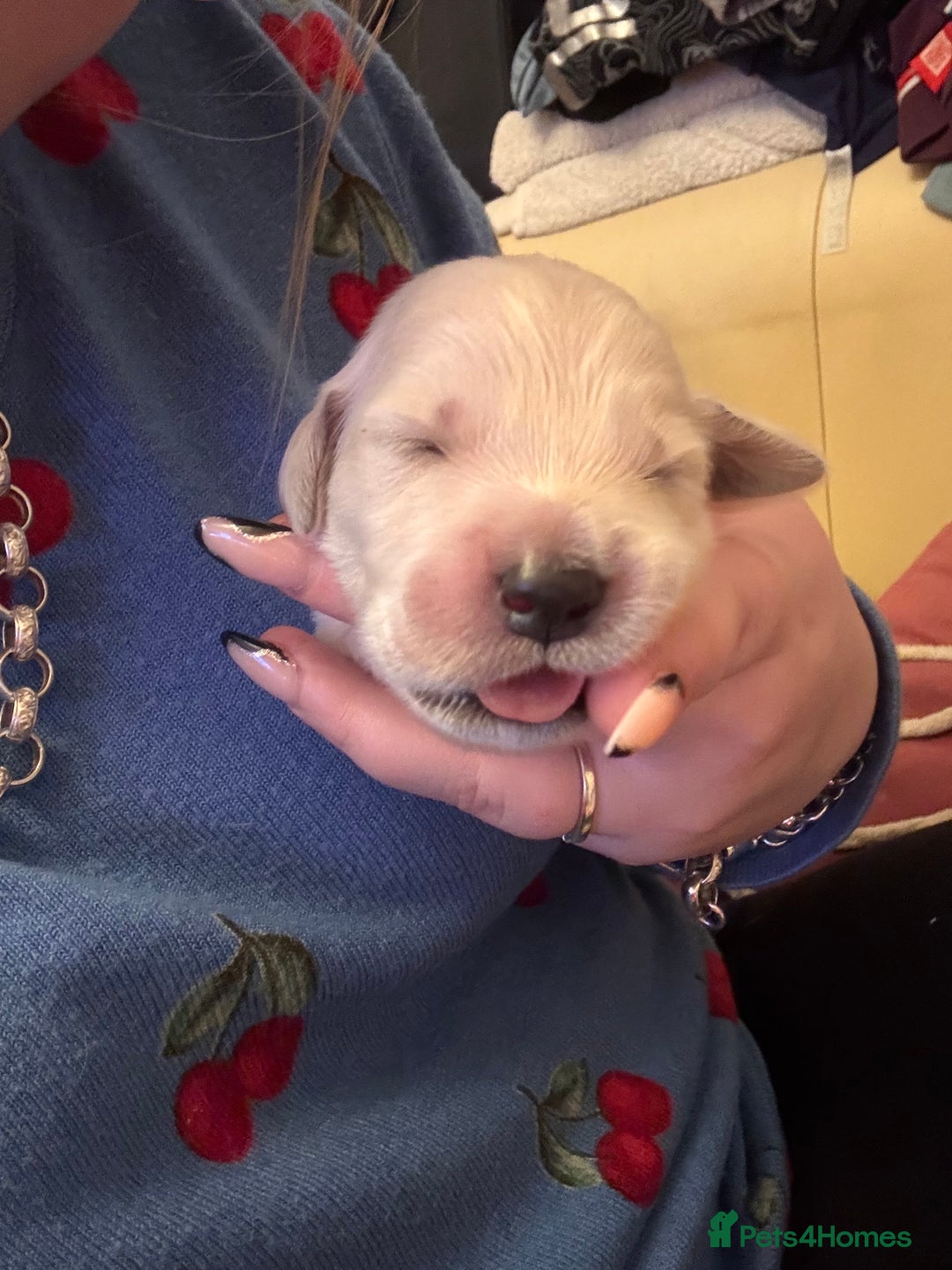 Golden Retriever dogs for sale: Golden retriever puppys - Advert 2