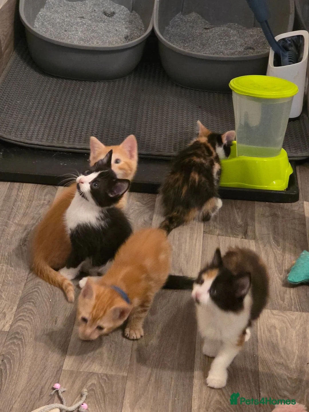 Mixed Breed cats for sale: Tuxedo kitten - Advert 11