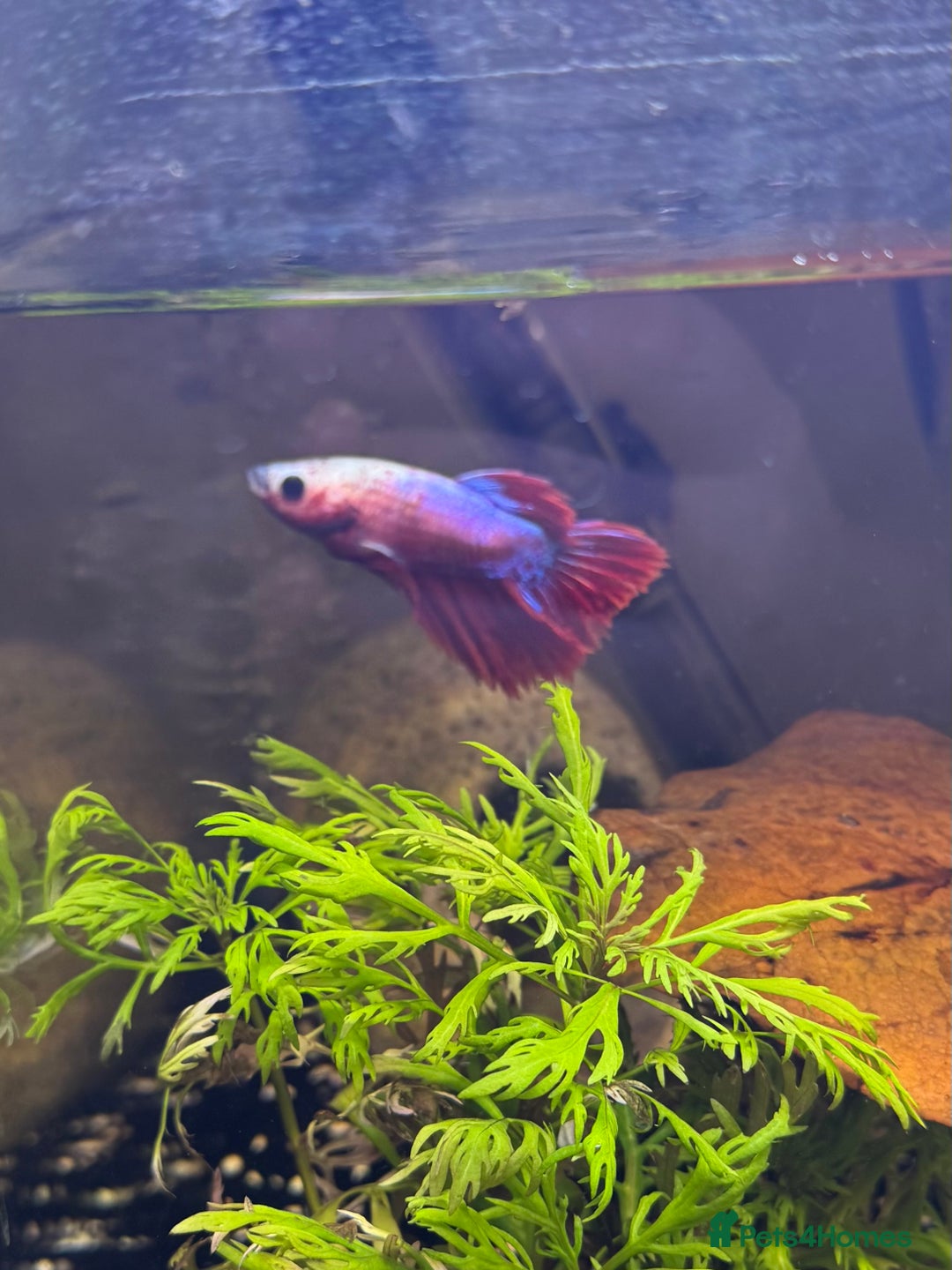 Bettas fish for sale: Male and female bettas for sale - Advert 10