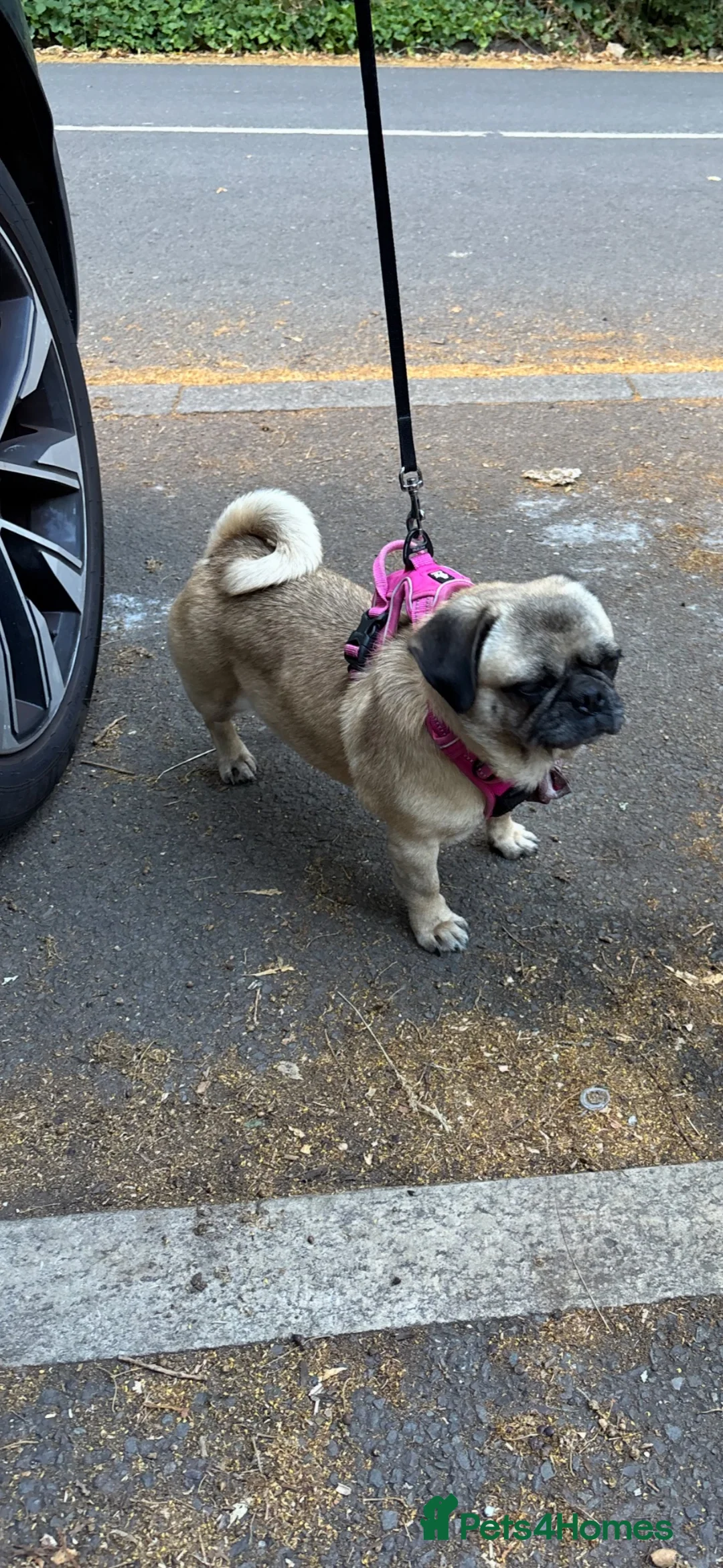 Pug dogs for sale: Beautiful pug - Advert 2