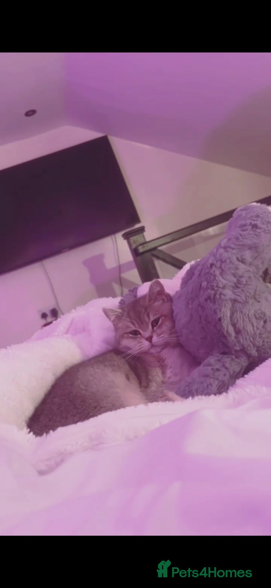 British Shorthair cats British short hair female! - Advert 8