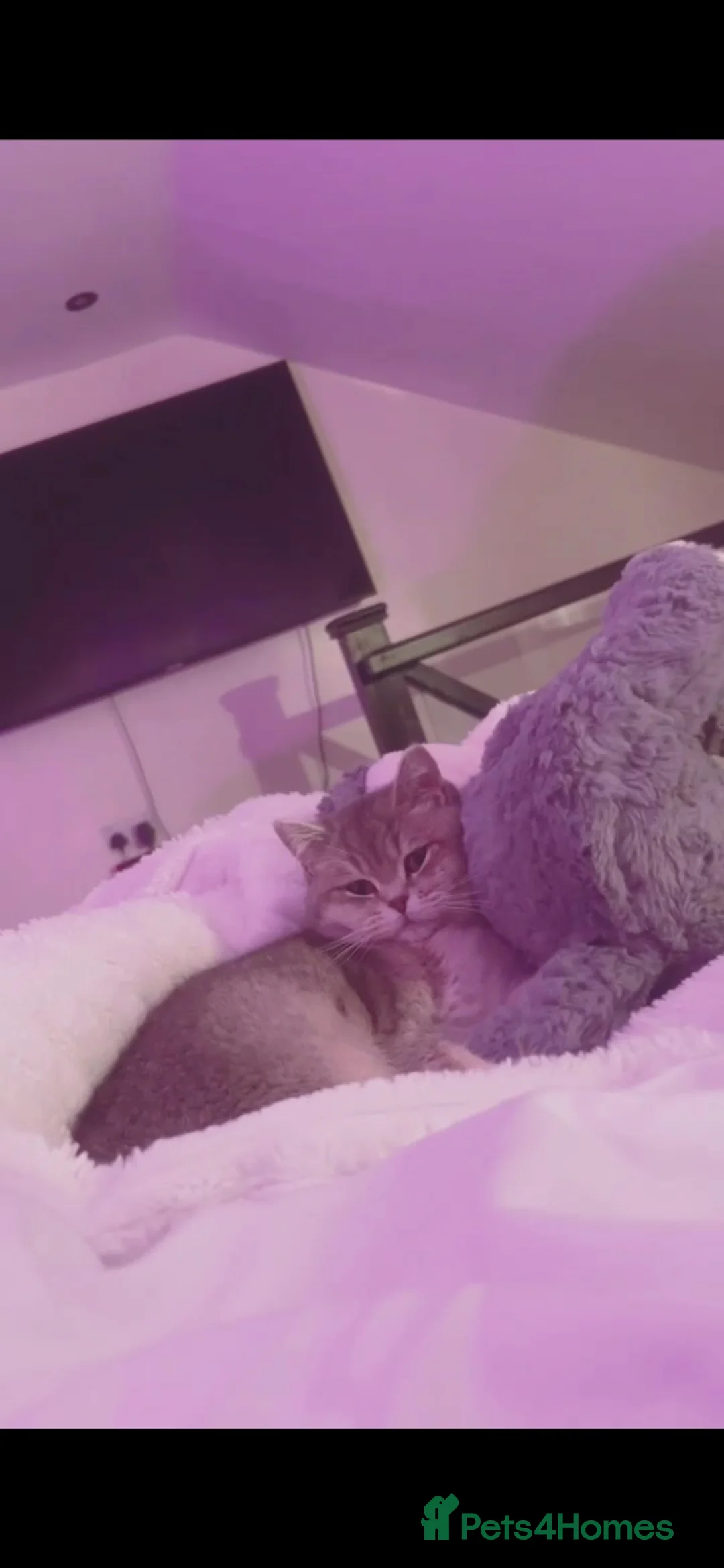 British Shorthair cats for sale: British short hair female! - Advert 1