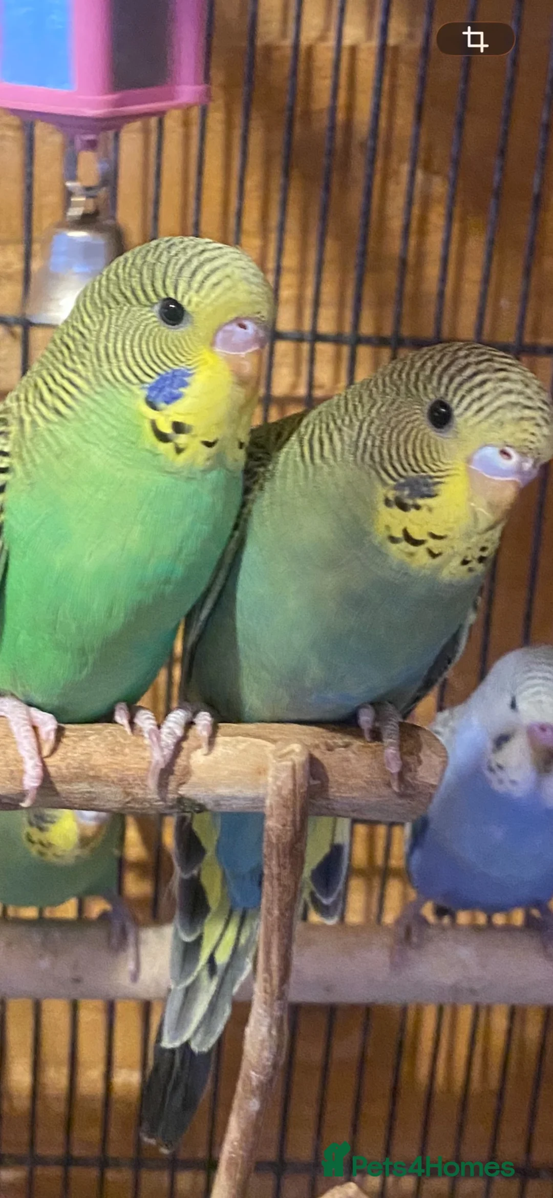 Budgerigars birds for sale: Young budgies  in Erith - Advert 2
