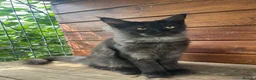 Maine Coon cats for sale: ⭐️Beautiful Maine Coon Kittens⭐️ - Advert 2
