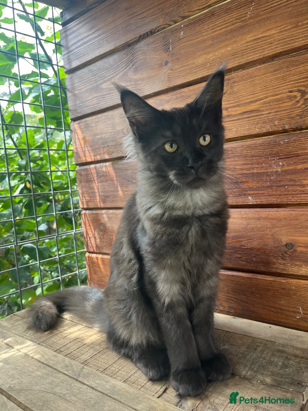 Maine Coon cats for sale: ⭐️Beautiful Maine Coon Kittens⭐️ - Advert 2