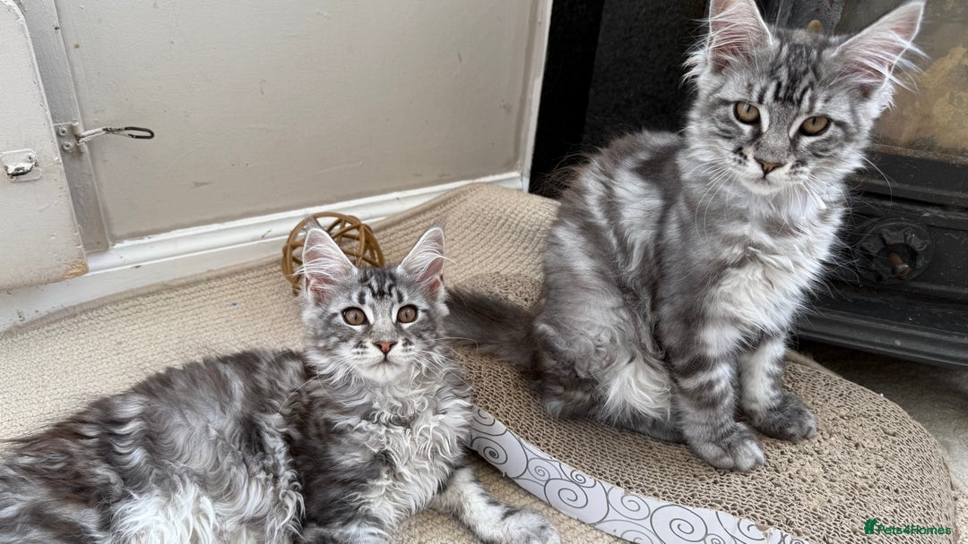 Maine Coon cats for sale: Outstanding pedigree Maine coons  - Image 5