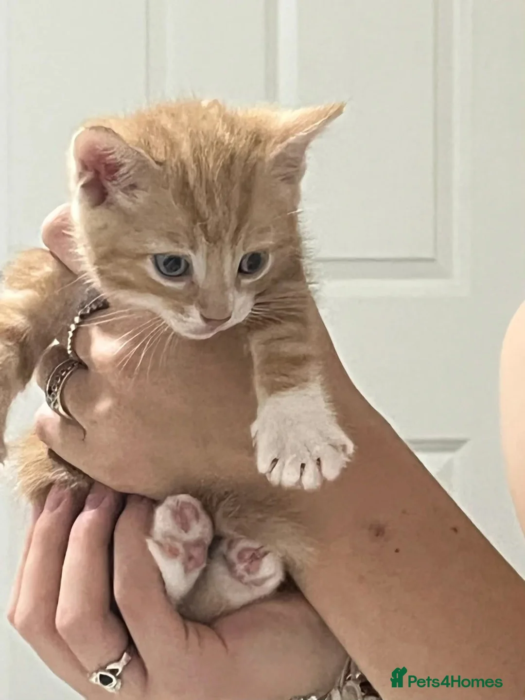 Mixed Breed cats for sale: 3 kittens for sale 2 male one female - Advert 2