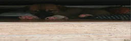 Mexican Hairless dogs for sale: Xoloitzcuintli - Advert 3