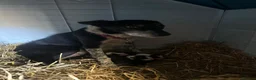 Border Collie dogs for sale:  Stunning Border Collie Puppies in Alexandria - Advert 10