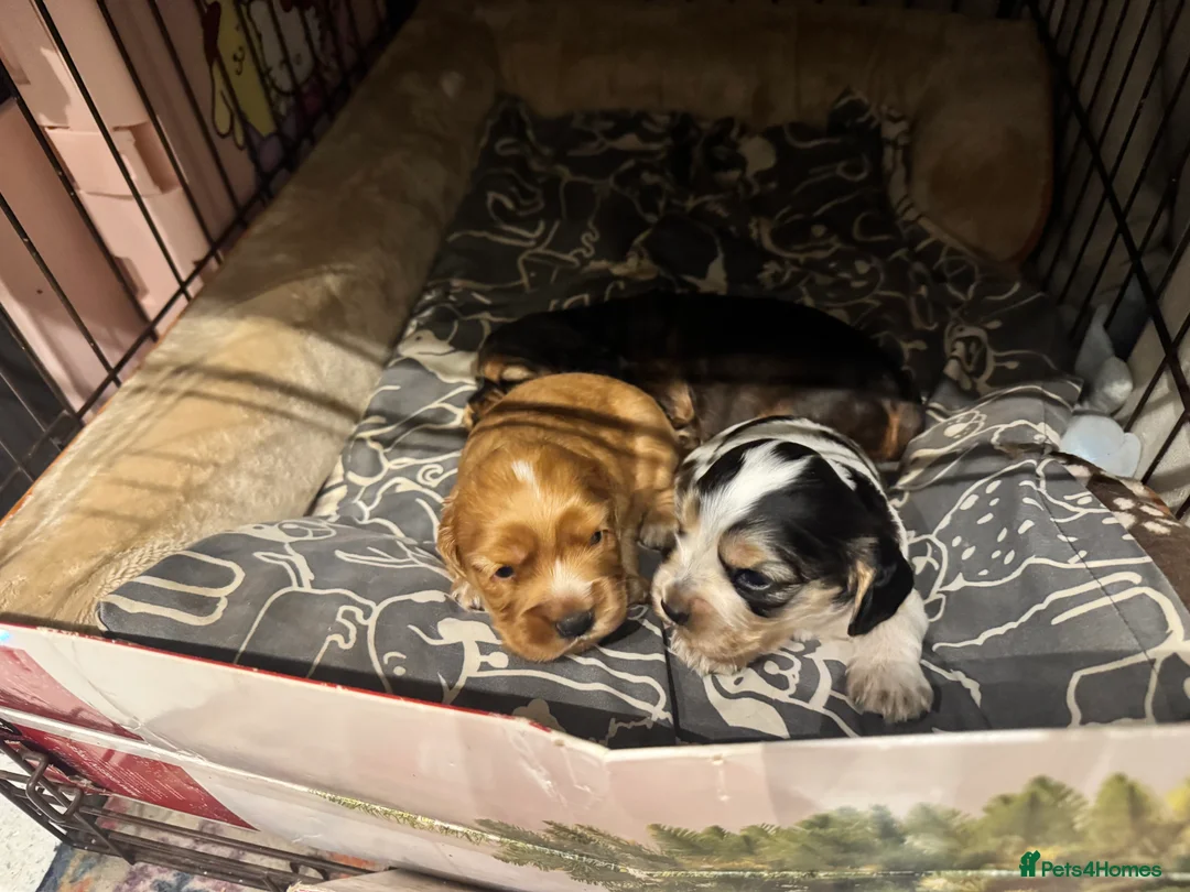 Mixed Breed dogs for sale: Cocker spaniel puppies - Advert 9