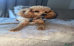Toy Poodle dogs for sale: Toy poodles deep red. 2 - Image 16