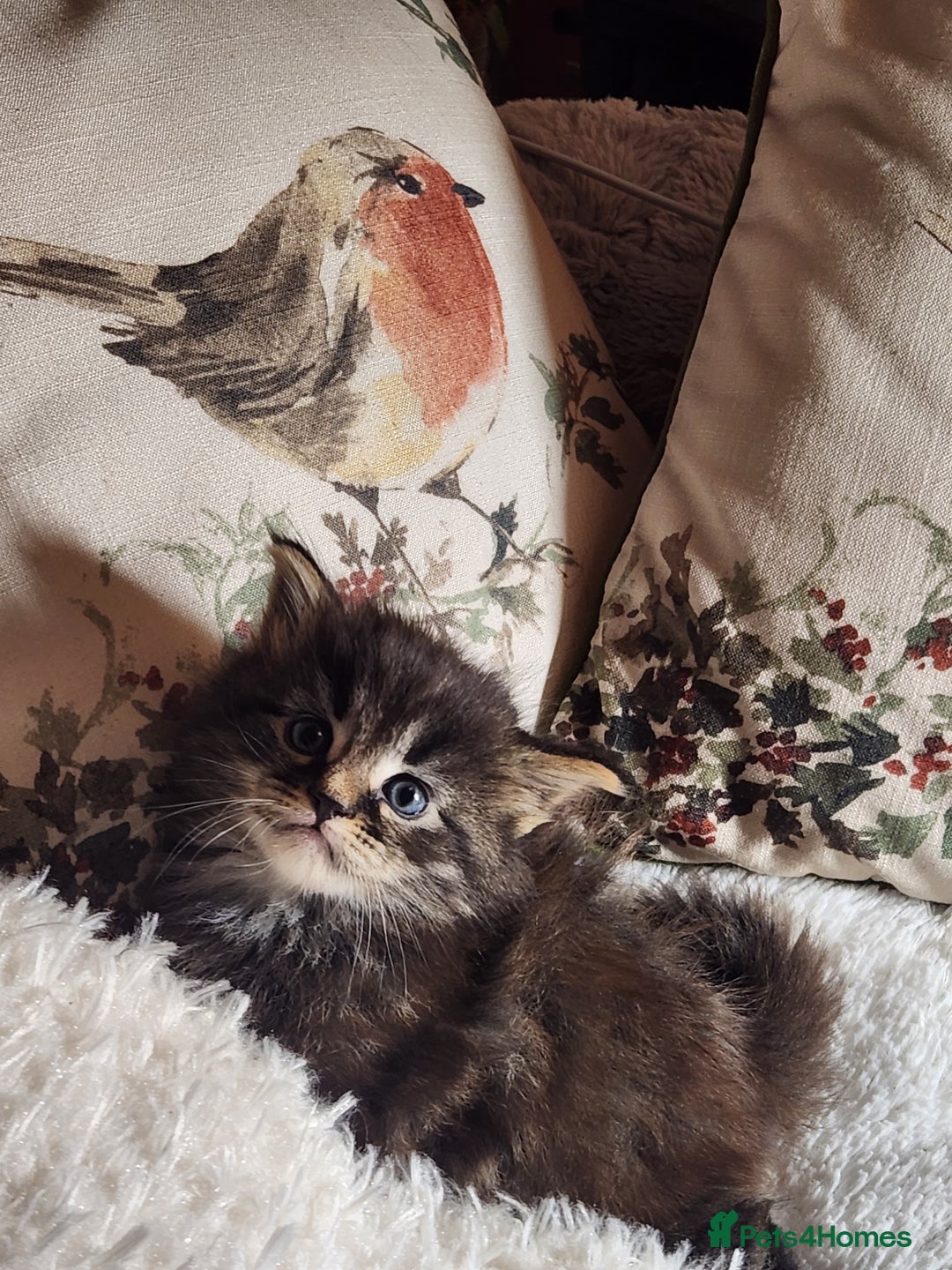 Maine Coon cats for sale:  Ready Now! Maine coon Kittens  - Advert 23