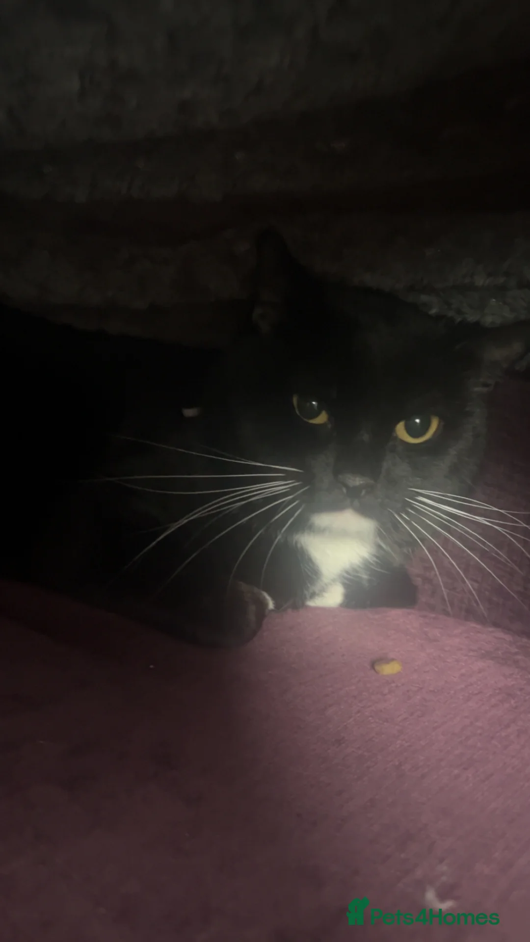Mixed Breed cats for sale: Rehoming  in Derby - Advert 2