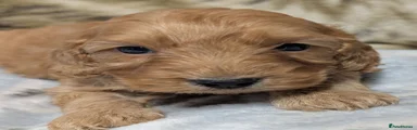 Cockapoo 4
