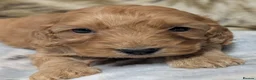 Cockapoo dogs for sale: Quality F1 Cockapoo puppies  in Ammanford - Advert 26