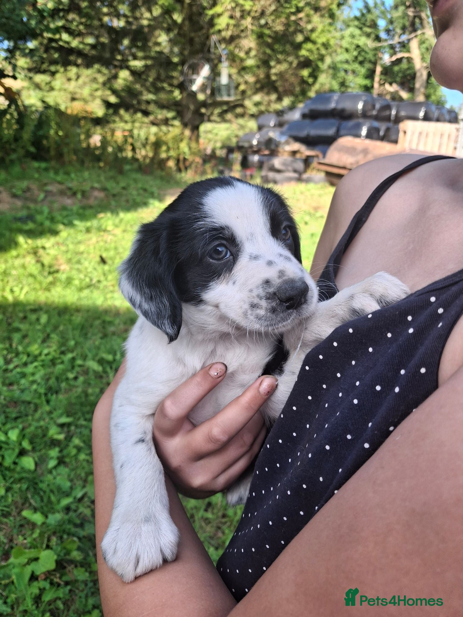 Mixed Breed dogs Border Collie x Cocker Spaniel  - Advert 4