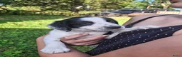Mixed Breed dogs for sale: Border Collie x Cocker Spaniel  - Advert 1